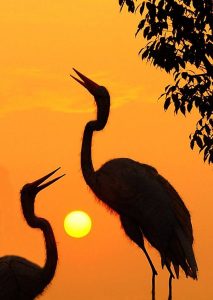 Custom Red Crowned Crane flags